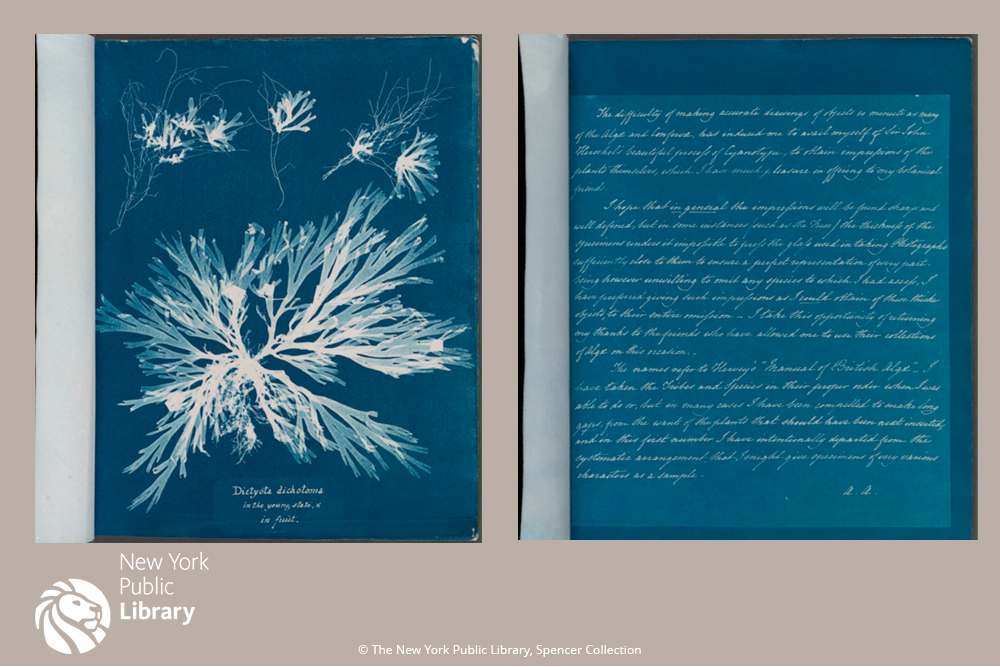 Fiori di Mare - Design Inspiration -