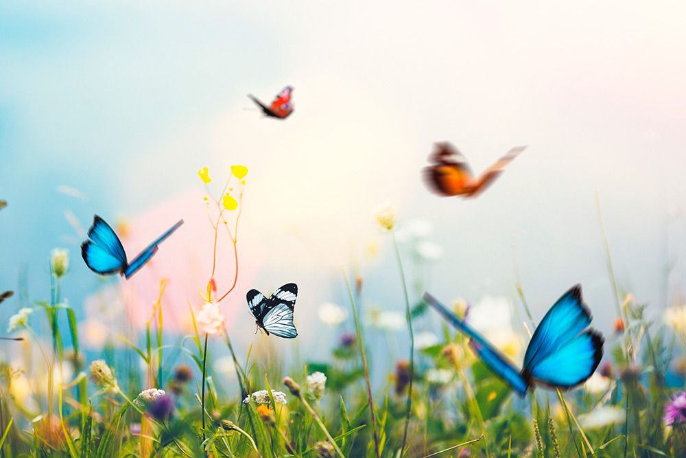 2026 Fiori Selvatici - Design Inspiration -