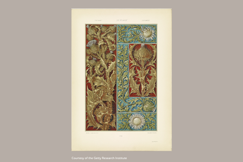 Cardo Selvatico - Design Inspiration -